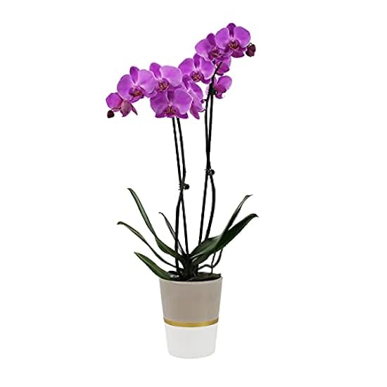 Plants & Blooms Shop (PB355) Orchid and Succulent Plant – Easy Care Live Plants, 4” Duo Planter with a 2.5” Diameter Orchid and Mini Echeveria Succulent, Purple in a Green Stella Pot, Moss Topped 106735597