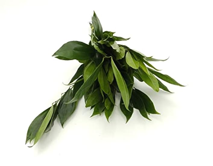 Rumhora Greens | (5) Five Bunches of Fresh and Natural Israeli Ruscus | Pack of 10 Stems in Each Bunch | Perfect for Indoor and Outdoor Decorations 915154661