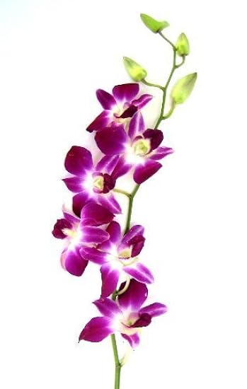 Fresh Cut Orchids - 30 stems Purple Dendrobium Orchids with Big Vase 158539924