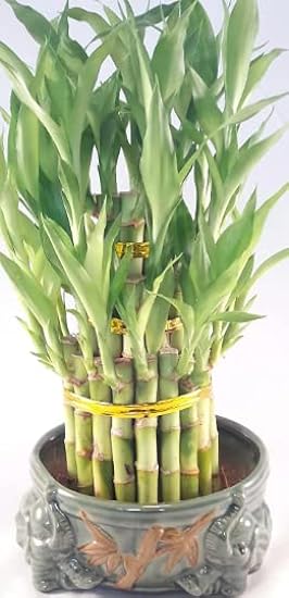 Lucky Bamboo Tower in Decorative Two Elephants Pot -Uni