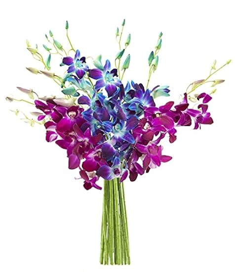 KaBloom PRIME NEXT DAY DELIVERY : Valentine´s Day Collection - 10 Blue and 10 Purple Orchid Gift for Birthday, Sympathy, Anniversary, Get Well, Thank You, Valentine, Mother’s Day Flowers 637473360