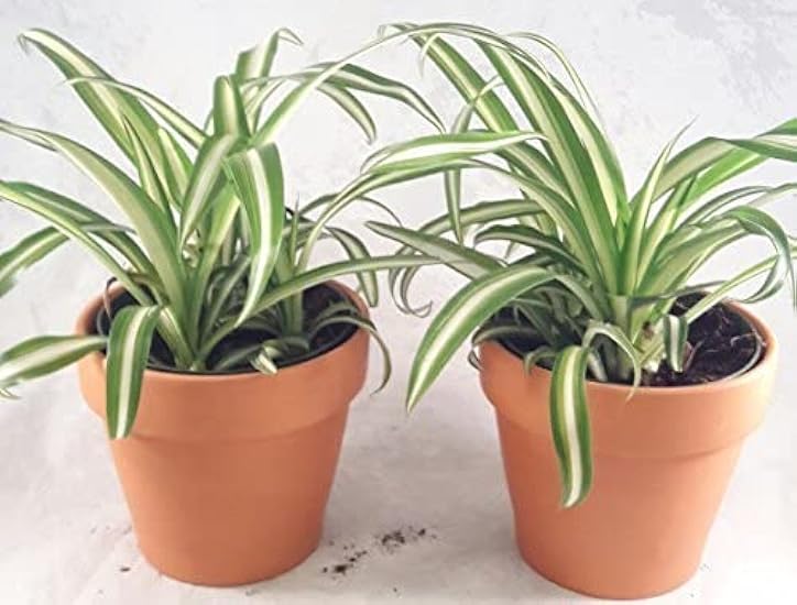 Two Ocean Spider Plant - 4 Clay Pot for Better Growth -