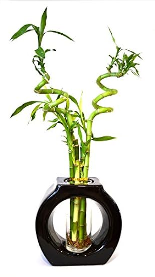 9GreenBox - Lucky Bamboo - Spiral Style 8’’ Tall Hollow Ceramic Vase 296884047