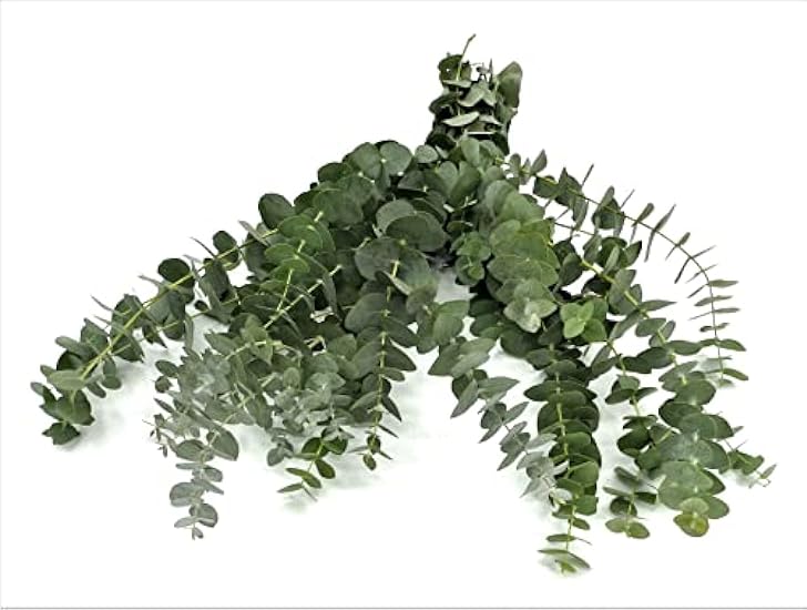Rumhora Greens | (5) Five Bunches of Fresh and Natural Israeli Ruscus | Pack of 10 Stems in Each Bunch | Perfect for Indoor and Outdoor Decorations 915154661