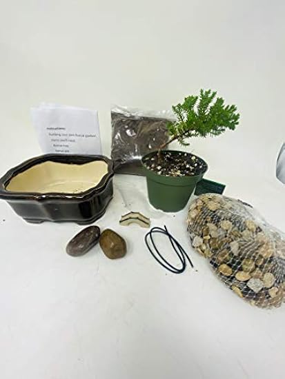 Bonsai Tree Starter Kit, Complete Do-It-Yourself Kit wi