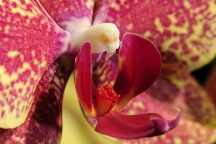Close up of an orchid flower Phalaenopsis species.; Lex