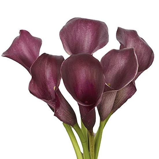GlobalRose 10 Stems of Purple Color Calla Lilies - Fres