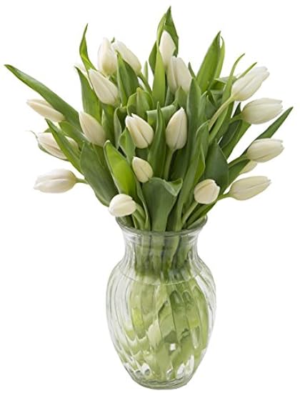 KaBloom PRIME NEXT DAY DELIVERY - Bouquet of 20 White Tulips Farm-Fresh From Holland with Vase.Gift for Birthday, Sympathy, Anniversary, Get Well, Thank You, Valentine, Mother’s Day Fresh Flowers 325995272