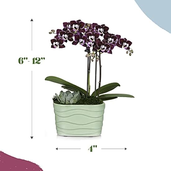 Plants & Blooms Shop (PB355) Orchid and Succulent Plant – Easy Care Live Plants, 4” Duo Planter with a 2.5” Diameter Orchid and Mini Echeveria Succulent, Purple in a Green Stella Pot, Moss Topped 769180057