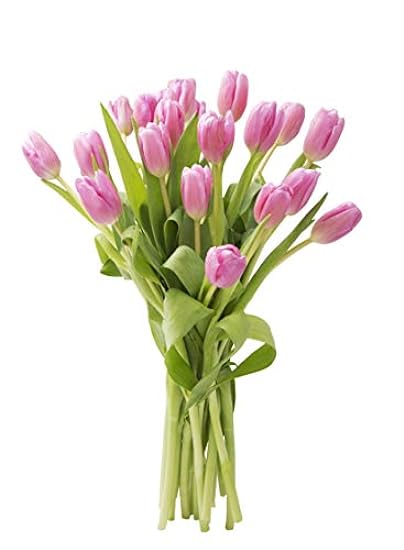 Blooms2Door PRIME NEXT DAY DELIVERY - 20 Pink Tulips .G