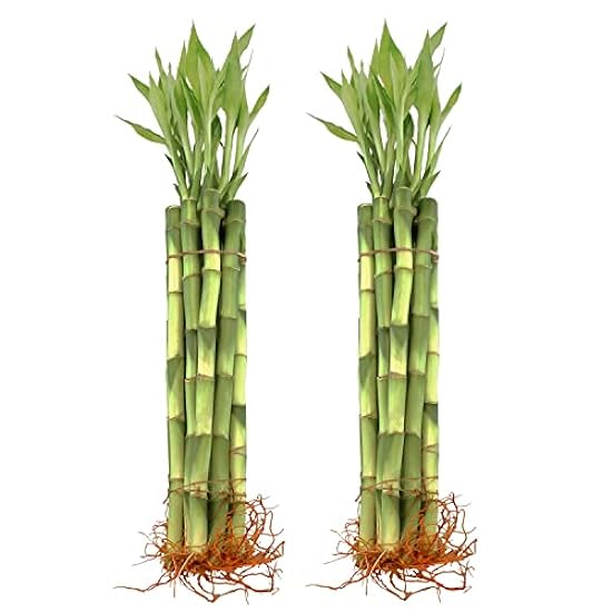 NW Wholesaler - Live Lucky Bamboo 12-Inch Bundle of 20 Stalks - Live Indoor Plants for Home Decor, Fish Tanks and Aquariums, Arts & Crafts, and Feng Shui 7194506