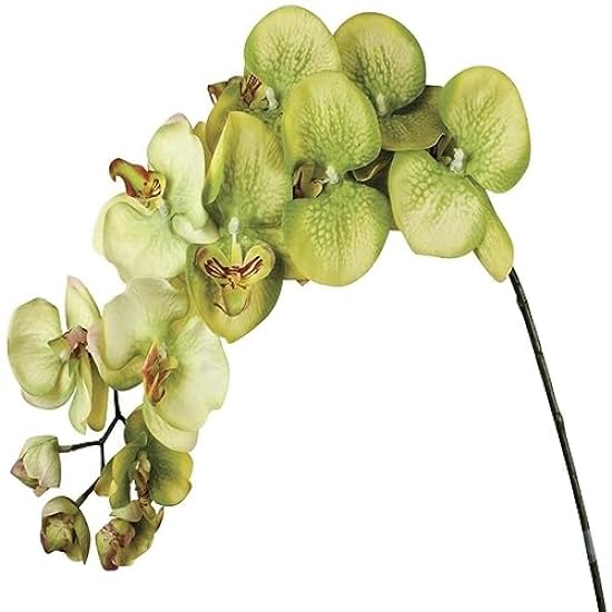 Set of 6 Green Phalenopsis Orchid Stem Artificial Flower 142494572