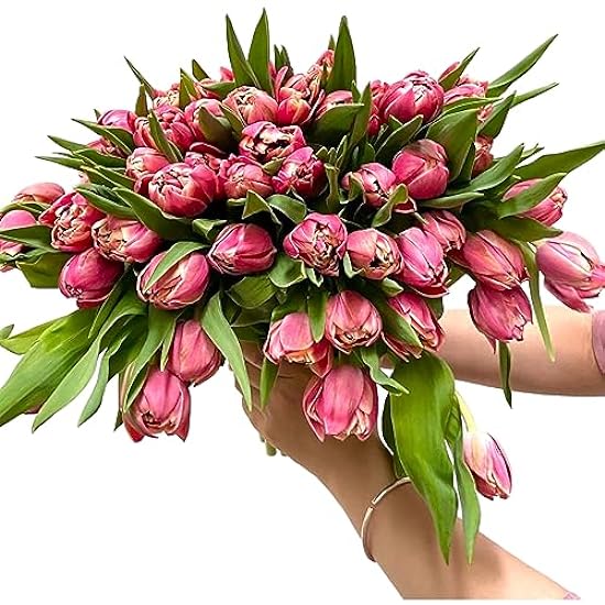 20 Deep Pink Tulip Fresh Cut Flowers Bouquet Prime Deli
