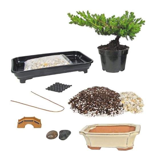 Eve´s Deluxe Bonsai Tree Starter Kit, Complete Do-