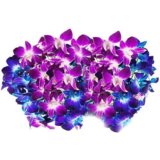 Farm-Fresh PRIME NEXT DAY DELIVERY -Orchids in Bulk: 40 Blue and Purple Assorted Dendrobium Orchids from Thailand.Gift for Birthday, Anniversary, Thank You, Valentine, Mother’s Day Fresh Flowers 622476462