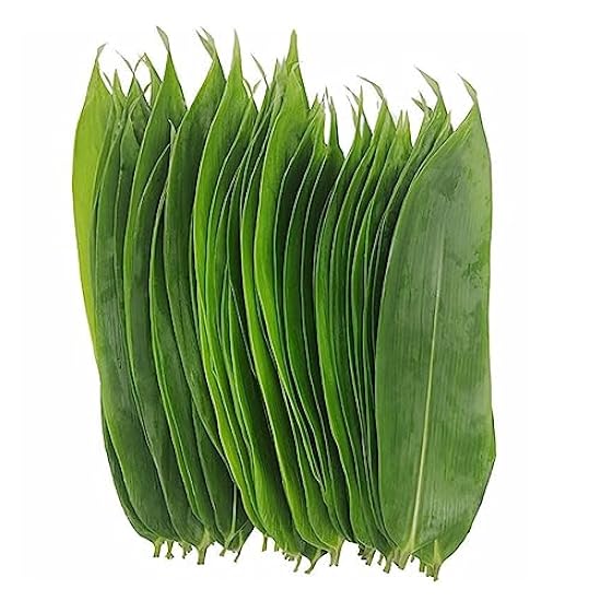 100 PCS Sushi Bamboo Leaf,Bamboo Leaves for Making Zongzi, Banana Leaf Alternative, Grilling/Barbeque,Leaves Remains Vaccuum and Fresh (Color : Bamboo Leaves-B, Size : 100pcs) 524239850