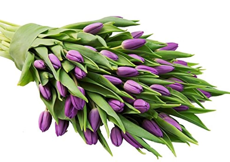 Blooms2Door PRIME NEXT DAY DELIVERY - 30 Purple Tulips 