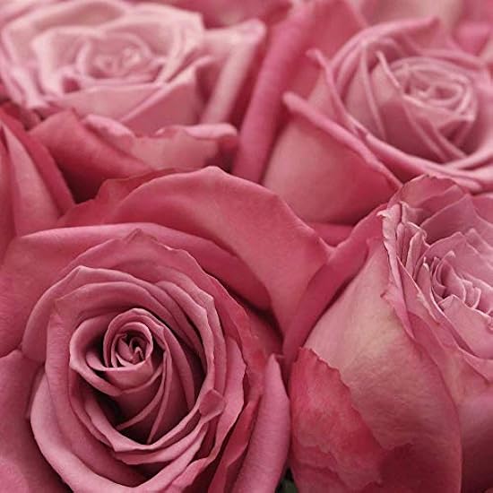 GlobalRose 150 Lavender Roses- Beautiful Moody LongRoses- Fresh Flowers 936863052