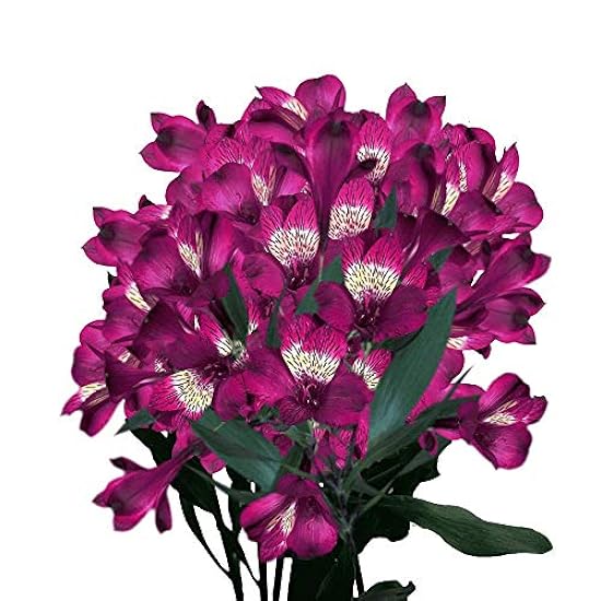 GlobalRose 240 Blooms of Purple Alstroemerias- 60 Stems of Peruvian Lily Fresh Flowers for Delivery 67509072
