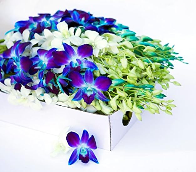 Farm-Fresh PRIME NEXT DAY DELIVERY - Orchids in Bulk: 40 Blue and White Assorted Dendrobium Orchids from Thailand .Gift for Birthday, Sympathy, Anniversary, Valentine, Mother’s Day Fresh Flowers 694305414