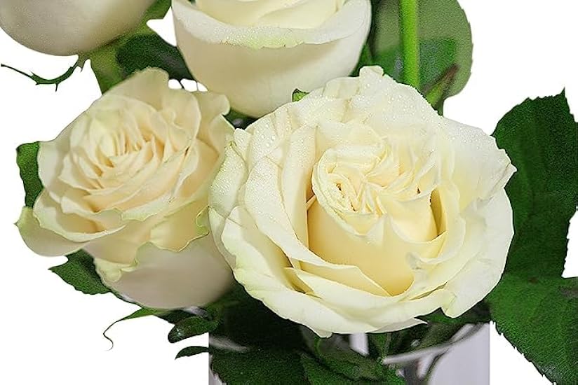 KaBloom PRIME NEXT DAY DELIVERY - BIRTHDAY COLLECTION - PREMIUM 6 White Roses With Vase.Gift for Birthday, Sympathy, Anniversary, Get Well, Thank You, Valentine, Mother’s Day Fresh Flowers 768749576
