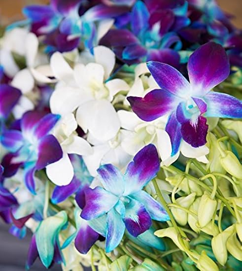 Farm-Fresh PRIME NEXT DAY DELIVERY - Orchids in Bulk: 40 Blue and White Assorted Dendrobium Orchids from Thailand .Gift for Birthday, Sympathy, Anniversary, Valentine, Mother’s Day Fresh Flowers 694305414