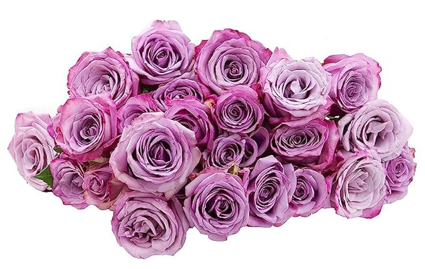 Blooms2Door PRIME NEXT DAY DELIVERY - 50 Purple Roses (