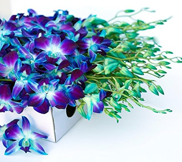 KaBloom PRIME NEXT DAY DELIVERY - 40 Blue Dendrobium Orchids.Gift for Birthday, Sympathy, Anniversary, Get Well, Thank You, Valentine, Mother’s Day Fresh Flowers 971518270