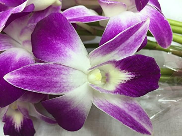 Fresh Cut Flowers -Dendrobium Purple Orchids with Vase Gift for Birthday, Sympathy, Anniversary, Get Well, Thank You, Valentine, Mother’s Day Flowers 576925002