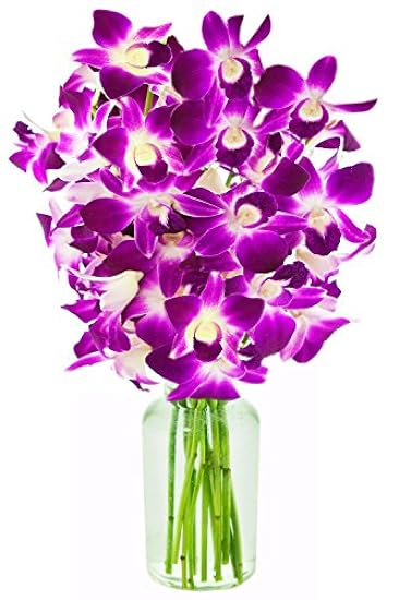 Fresh Cut Flowers -Dendrobium Purple Orchids with Vase Gift for Birthday, Sympathy, Anniversary, Get Well, Thank You, Valentine, Mother’s Day Flowers 576925002