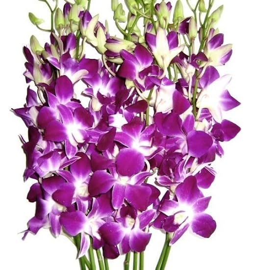 Fresh Cut Orchids - 30 stems Purple Dendrobium Orchids with Big Vase 183052579